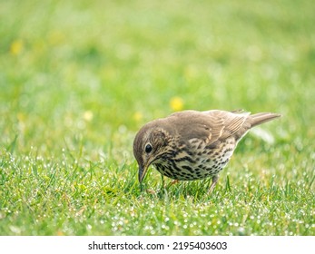 A Thrush Is Foraging In A Wet Meadow