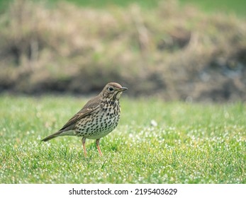 A Thrush Is Foraging In A Wet Meadow