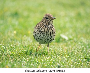 A Thrush Is Foraging In A Wet Meadow