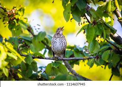 The Thrush In Full Song