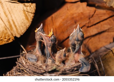 Thrush nest. Bird's nest in the woodshed. Newborn chicks blackbird. Hungry chicks look up and open their beaks and cry. - Shutterstock ID 2055352196