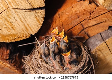 Thrush nest. Bird's nest in the woodshed. Newborn chicks blackbird. Hungry chicks look up and open their beaks and cry. - Shutterstock ID 2158767975