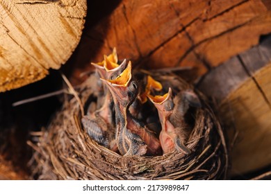 Thrush nest. Bird's nest in the woodshed. Newborn chicks blackbird. Hungry chicks look up and open their beaks and cry. - Shutterstock ID 2173989847