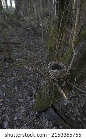 Thrush Nest With Blue Eggs.