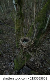 Thrush Nest With Blue Eggs.