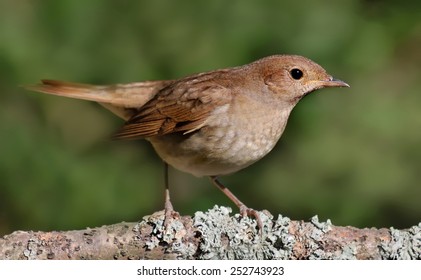 Thrush Nightingale