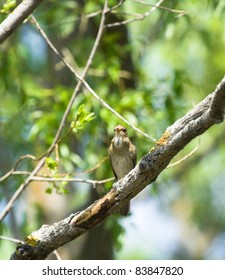 Thrush Nightingale