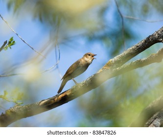 Thrush Nightingale