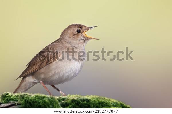 Thrush nightingale, Luscinia luscinia. A bird\
sings on an old log covered with\
moss