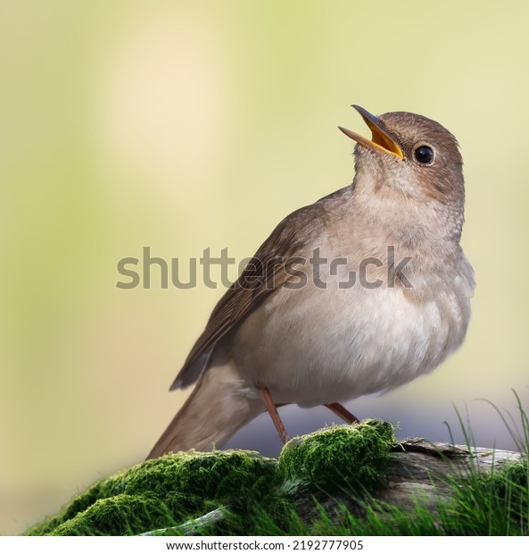 Thrush nightingale, Luscinia luscinia. A bird\
sings on an old log covered with\
moss