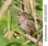 Thrush Nightingale, Luscinia luscinia. A bird sits in the reeds on the riverbank and sings