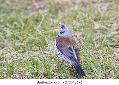 Thrush on the ground
