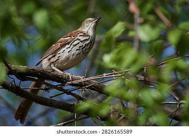 Thrush perched on tree branch
