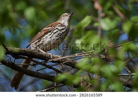 Thrush perched on tree branch