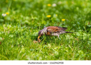 Bird With Earthworm Images, Stock Photos & Vectors | Shutterstock