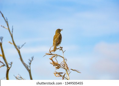 Thrush Sitting On Dead Flax Flower