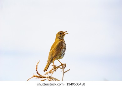 Thrush Sitting On Dead Flax Flower