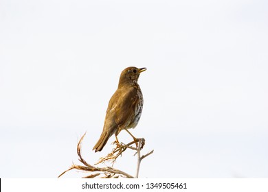 Thrush Sitting On Dead Flax Flower