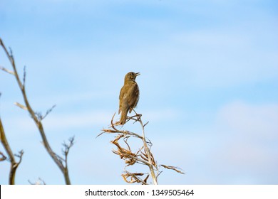 Thrush Sitting On Dead Flax Flower