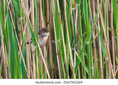 A Thrush warbler bird perched on reed - Powered by Shutterstock