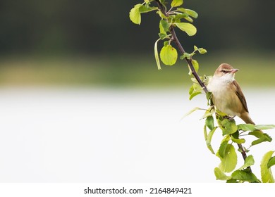 Thrush warbler sits on a branch