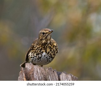 Thrushes Are A Passerine Bird Family, Turdidae, With A Worldwide Distribution. The Family Was Once Much Larger Before Biologists Determined That The Former Subfamily Saxicolinae.