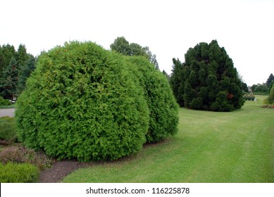 Thuja, Arbor Vitae, Evergreen Tree