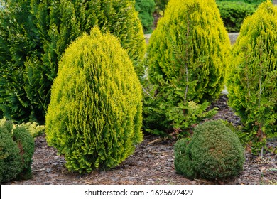 Thuja Aurea Nana In A Garden 