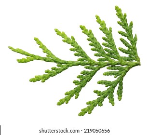 Thuja branch close up isolated on white background