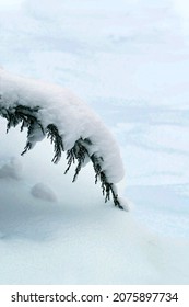 Thuja branch, covered with snow after heavy snowfall, bent to ground. Thick layer of snow on branch