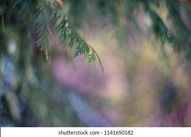 Thuja (Branches Thuja)