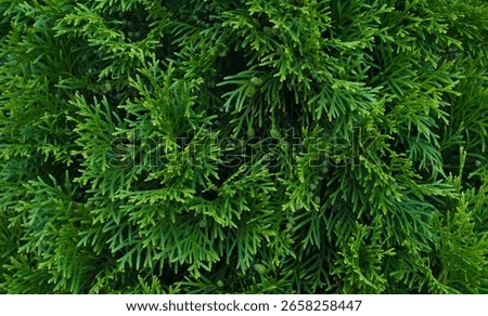 Thuja branches close up background texture