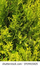 Thuja Branches (Thuja Occidentalis Sunkist)