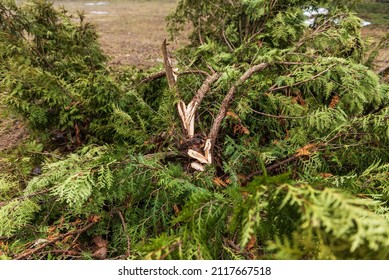 The thuja is broken in the wind.