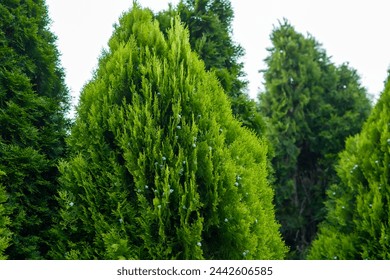 Thuja emerald coniferous tree close up Adlı Stok Fotoğraf