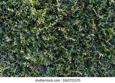 Thuja Green Hedge Full Frame Close Up