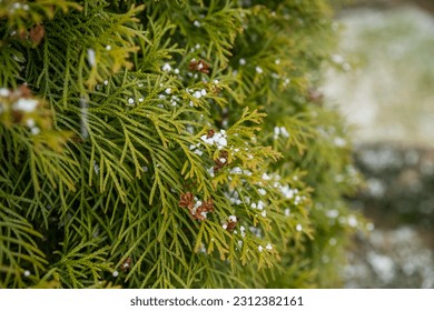 thuja green is a modern background for a gardening website. thuja branches close-up .Snow Covered tuya golden globe Branches. evergreen spruce tree with fresh snow.Selective focus