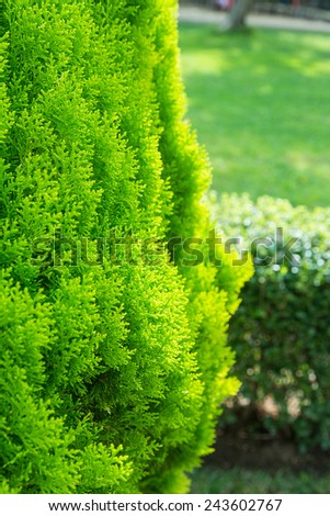 thuja green plant close up