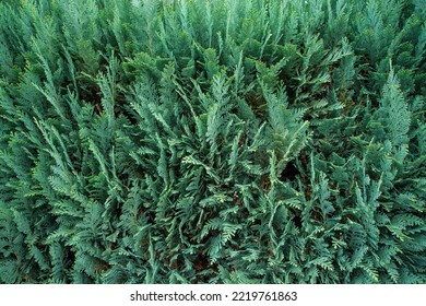 Thuja Hedge In A Full Frame View