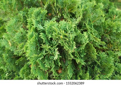 Thuja Occidentalis Danica Green Plant