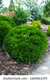 Thuja Occidentalis Danica - Outdoor Plant