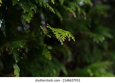 Thuja occidentalis also known as northern white cedar, eastern white cedar or arborvitae. Thuja branches with raindrops in the forest. Natural wallpaper
