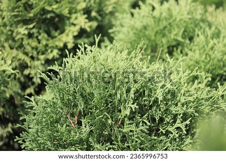 Thuja occidentalis Little Gem green plant