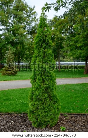 thuja occidentalis pyramidalis compacta in the city park, landscape design for landscaping parks and streets