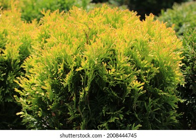 Thuja Occidentalis In Sunny July