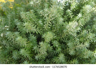 Thuja Occidentalis Teddy Green Plant