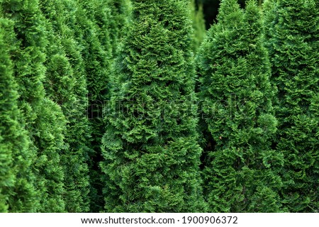 Thuja occidentalis trees growing like a green hedge