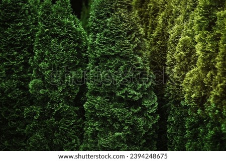 Thuja occidentalis trees growing like a green hedge