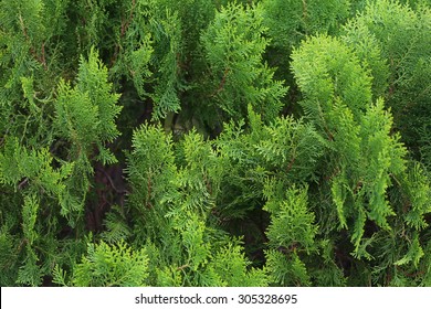 2,315 Thuja Orientalis Images, Stock Photos & Vectors | Shutterstock