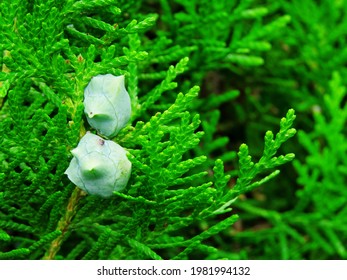 Flower Of Chinese Arborvitae Hd Stock Images Shutterstock